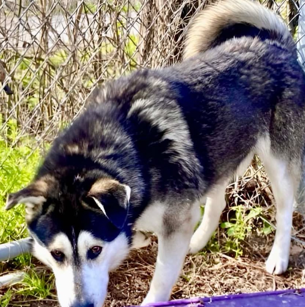 Main Photo of this Dog