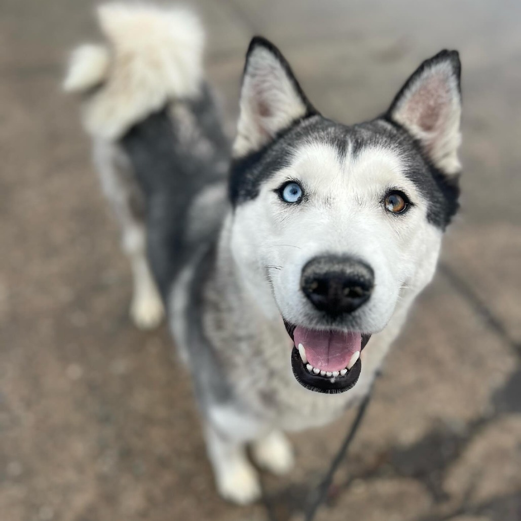 Other Photos of thie Dog
