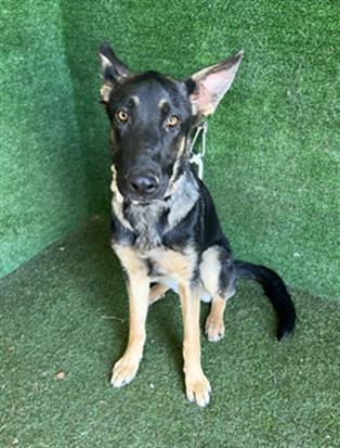 Main Photo of this Dog