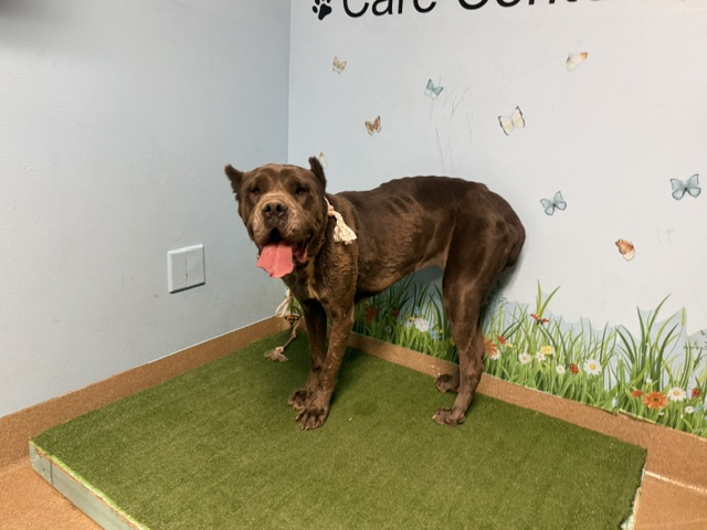 Franky, a Cane Corso Mastiff, available for adoption