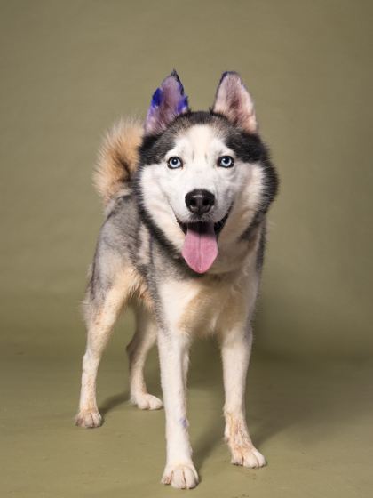 Ibsen Icarus, a Siberian Husky, available for adoption