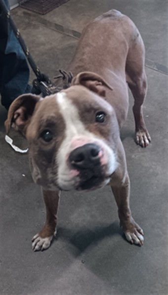 Abraxis, a Pit Bull Terrier, available for adoption