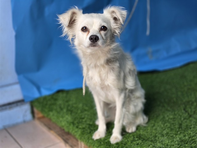 Piper, a Maltese, available for adoption