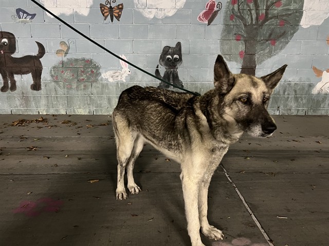 Erin, a German Shepherd, available for adoption