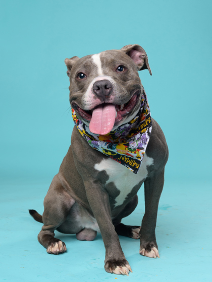 Ramrod, a American Bulldog, available for adoption