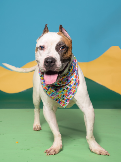 Chico-Rn, a Terrier, available for adoption