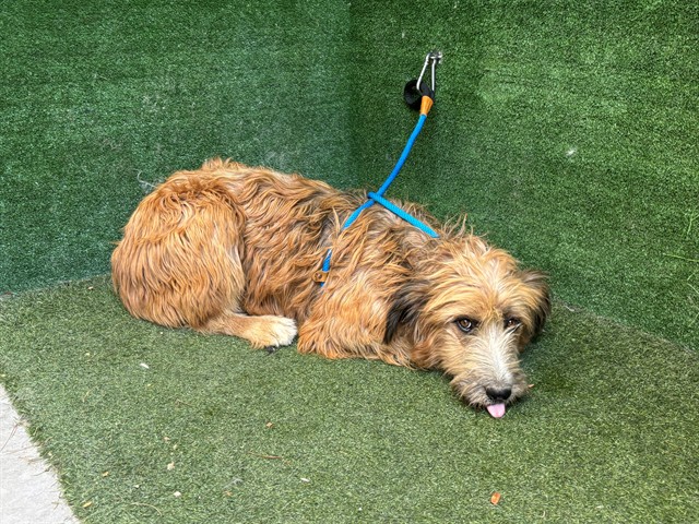 Sandia, a Wheaten Terrier, available for adoption