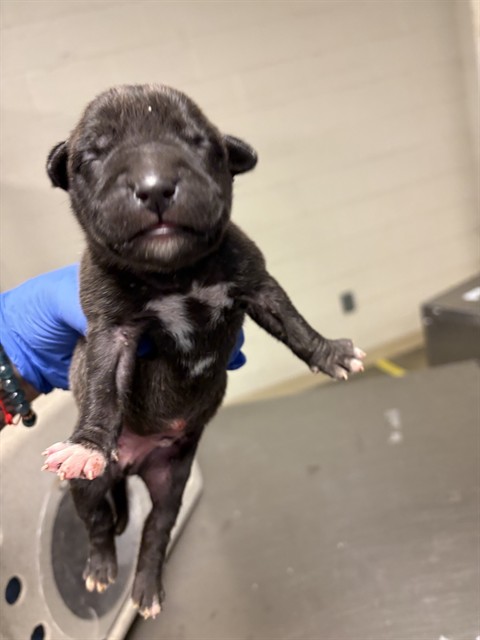 A1927107, a Pit Bull Terrier, available for adoption