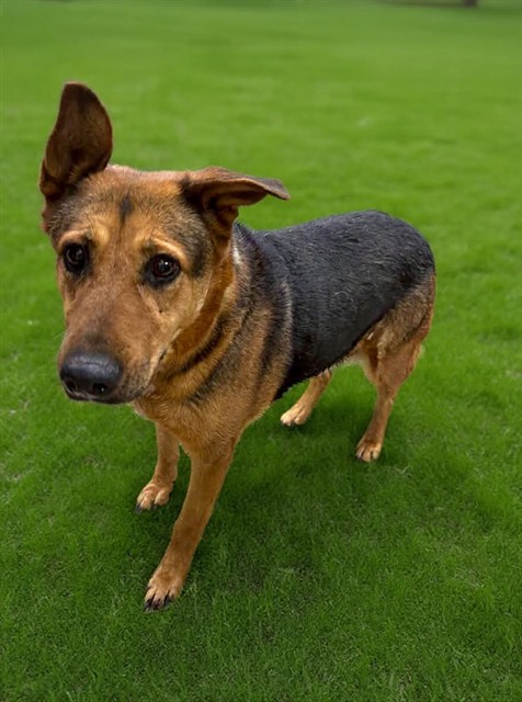 Hannah, a German Shepherd, available for adoption