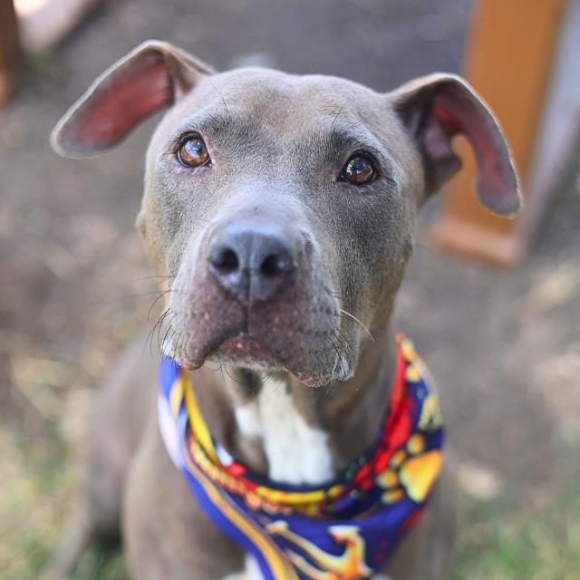 Princess, a American Staffordshire Terrier (mix breed), available for adoption