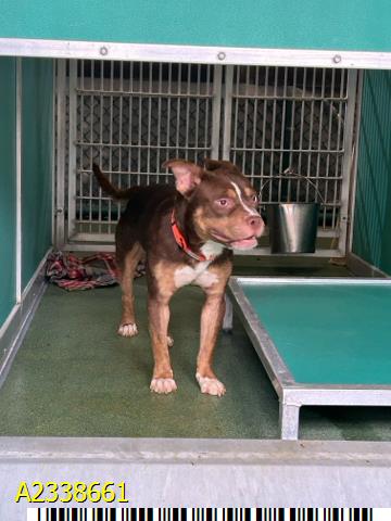 Lil Gremlin, a Hound (mix breed), available for adoption