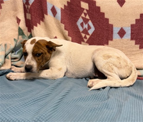 Fred, a Australian Cattle Dog/Blue Heeler, available for adoption