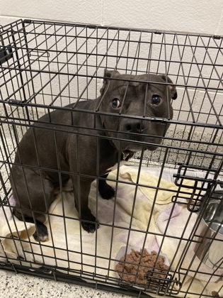 Whimmy, a Pit Bull Terrier, available for adoption