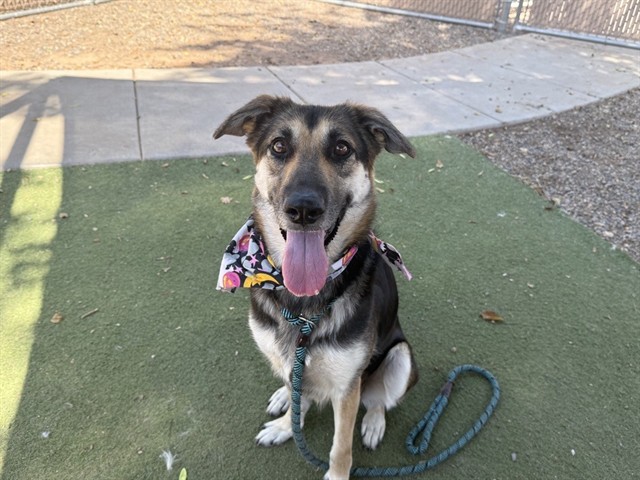 Mj, a German Shepherd (mix breed), available for adoption