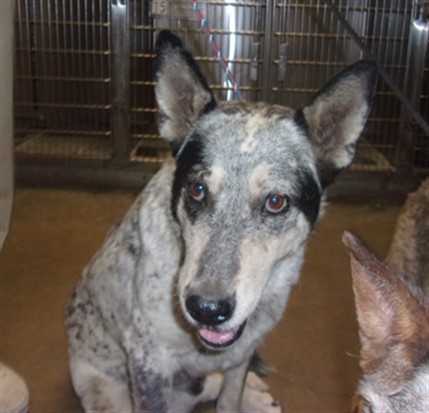 Chava, a Cattle Dog, available for adoption