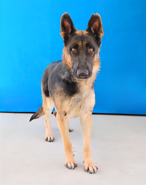 Birdie, a German Shepherd, available for adoption