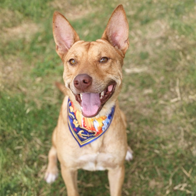Charlie, a Shepherd (mix breed), available for adoption
