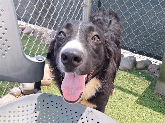 Circus, a Border Collie (mix breed), available for adoption