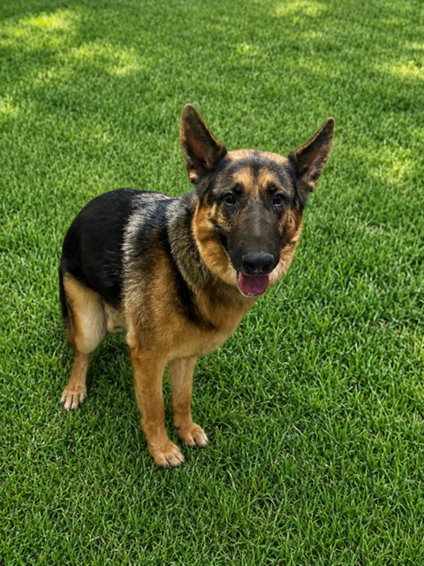 Nico, a German Shepherd, available for adoption