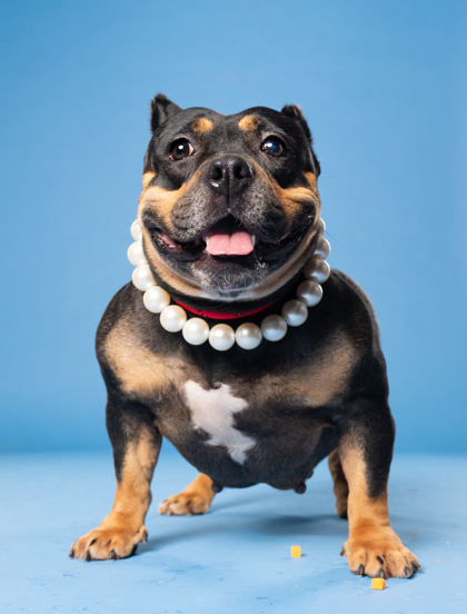 Taurus, a Terrier (mix breed), available for adoption