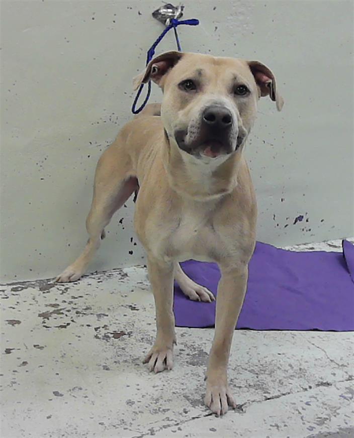 Homer, a Staffordshire Bull Terrier (mix breed), available for adoption