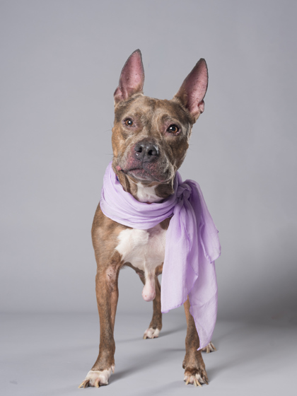 Adoptable pet photo