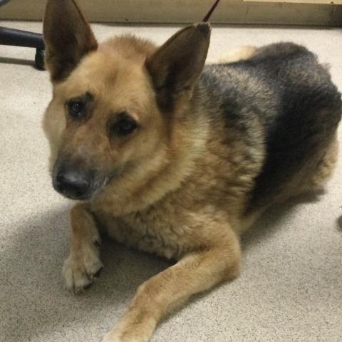 Adoptable pet photo