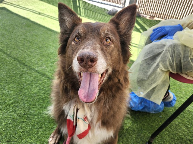 Adoptable pet photo