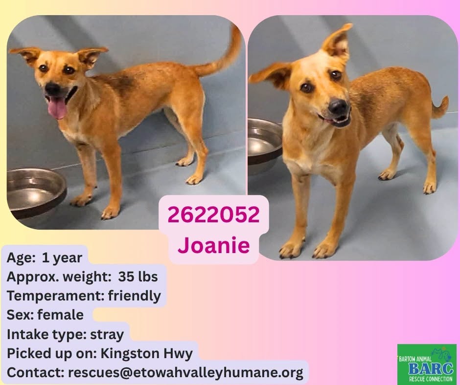Adoptable pet photo