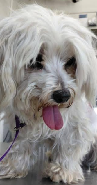 Adoptable pet photo