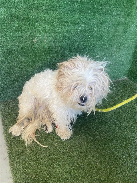 Adoptable pet photo
