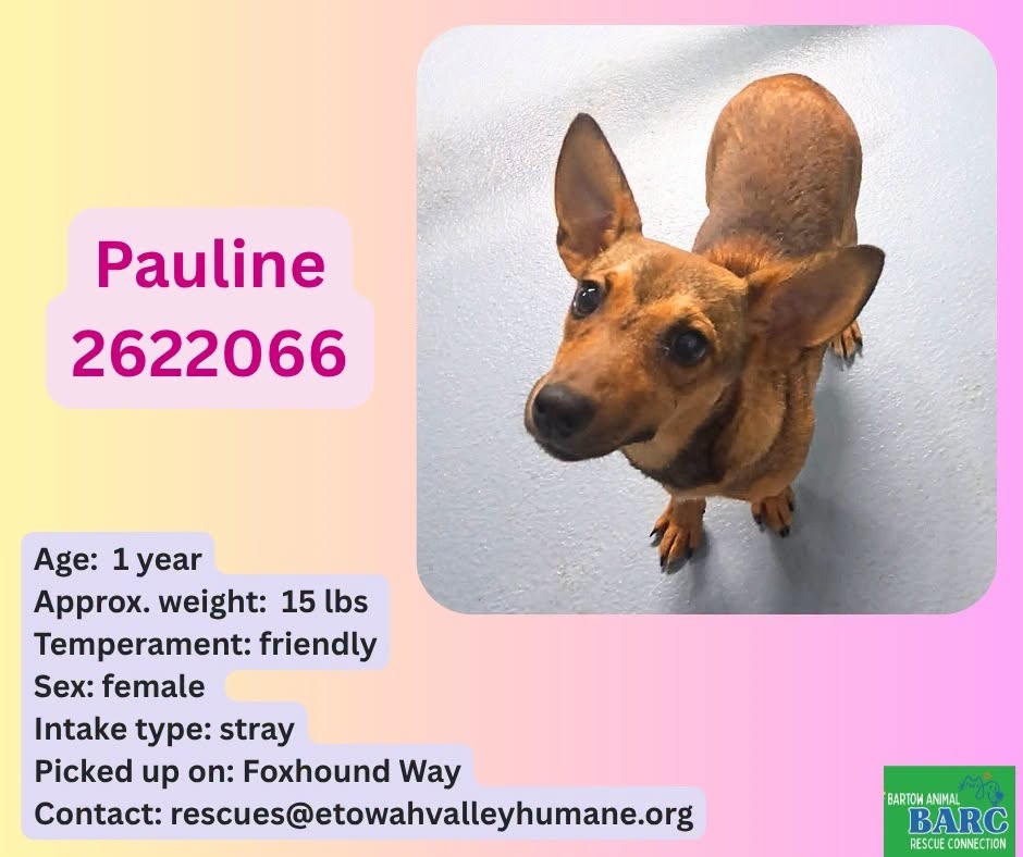 Adoptable pet photo