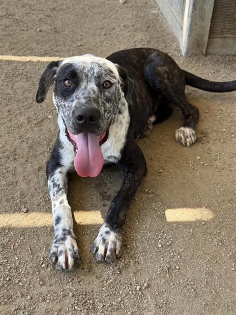 Adoptable pet photo