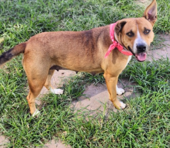 Staffordshire Bull Terrier (mix breed) available for adoption