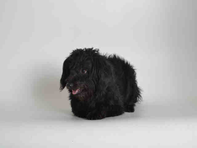 Terrier (mix breed) available for adoption