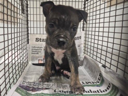 Mountain Cur available for adoption