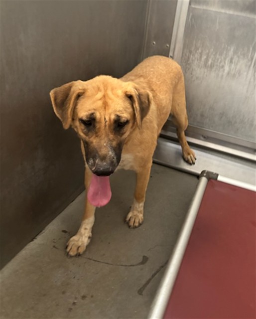 Shy, a Anatolian Shepherd, available for adoption