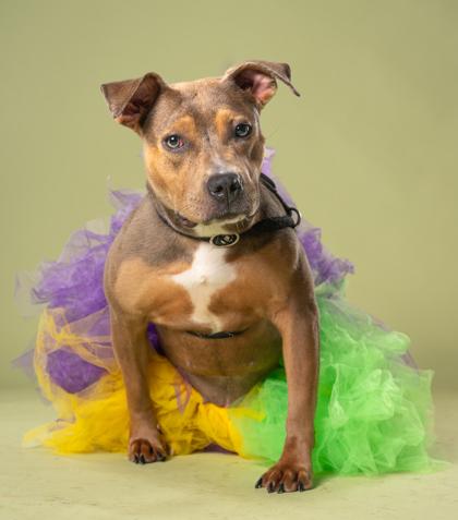 Trina, a American Staffordshire Terrier (mix breed), available for adoption