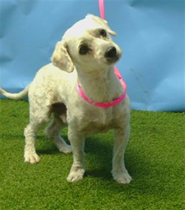 A5796232, a Poodle, available for adoption