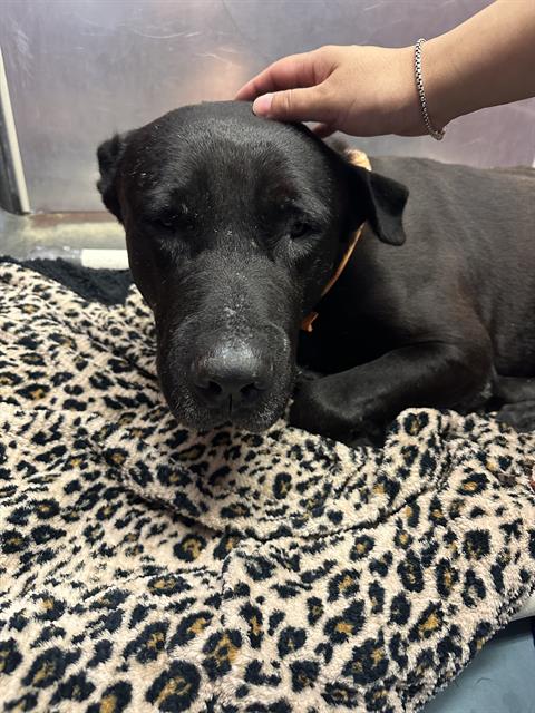 Yoku, a Staffordshire Bull Terrier (mix breed), available for adoption