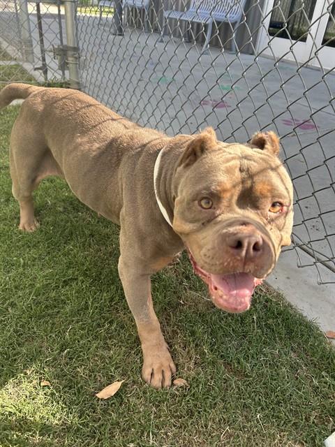 Buffy, a Pit Bull Terrier (mix breed), available for adoption