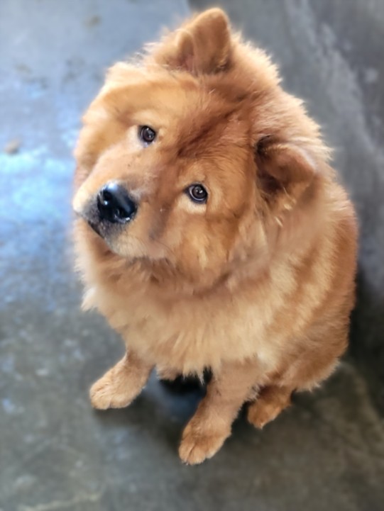 Kaval, a Chow Chow (mix breed), available for adoption