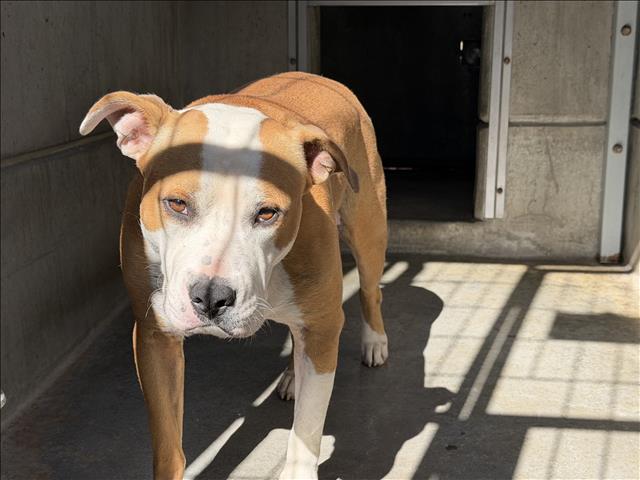 Denver, a Staffordshire Bull Terrier, available for adoption