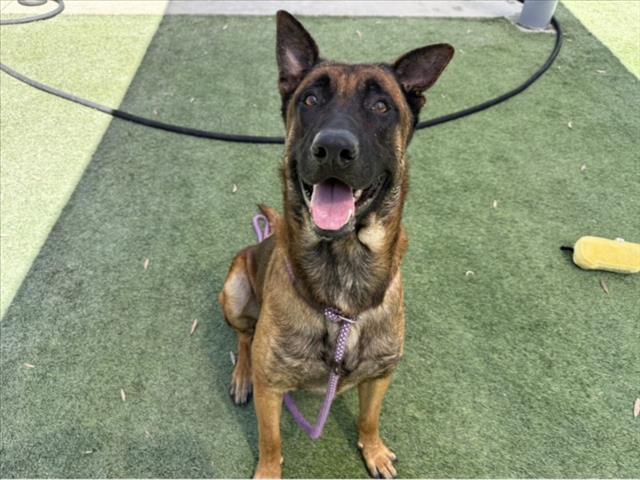 Skippy, a German Shepherd, available for adoption