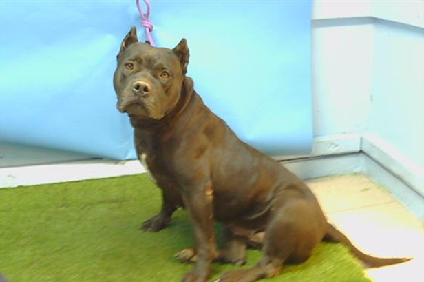 Jody, a Cane Corso Mastiff, available for adoption
