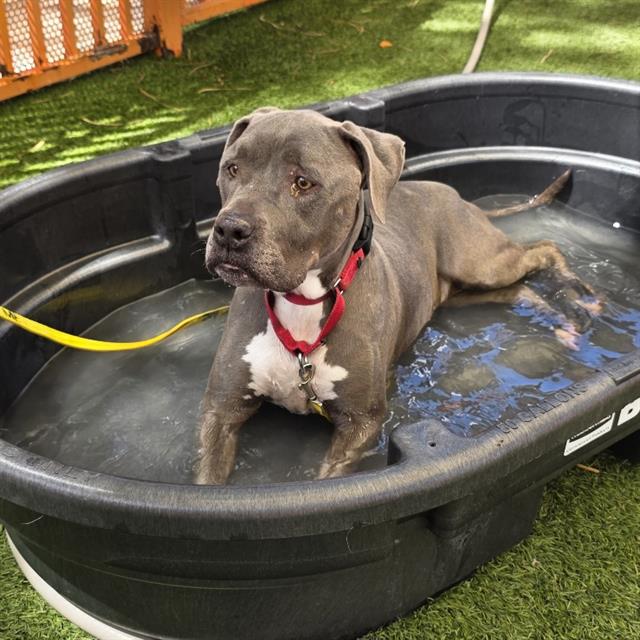 Doki, a Pit Bull Terrier, available for adoption
