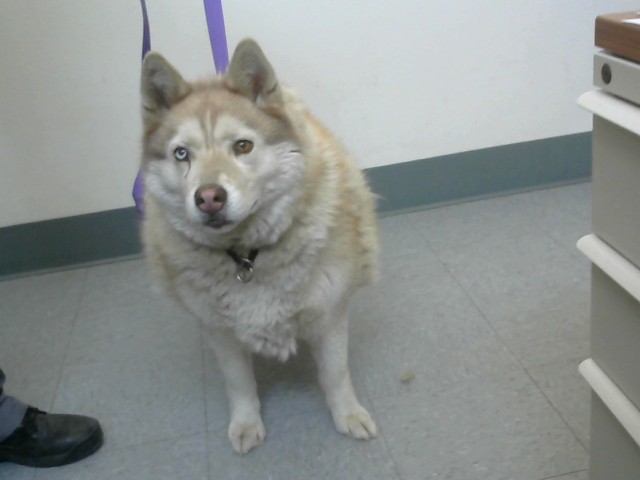 Kami, a Siberian Husky, available for adoption
