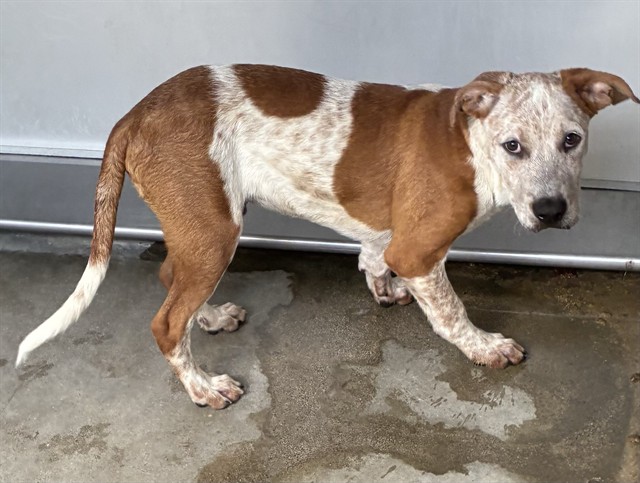 Bill, a Cattle Dog (mix breed), available for adoption