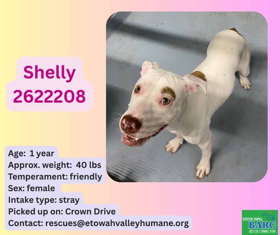 Shelly, a American Staffordshire Terrier, available for adoption