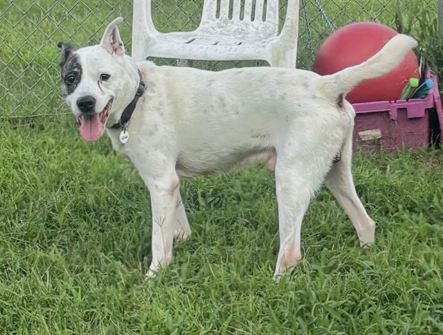 Winston, a Pit Bull Terrier (mix breed), available for adoption